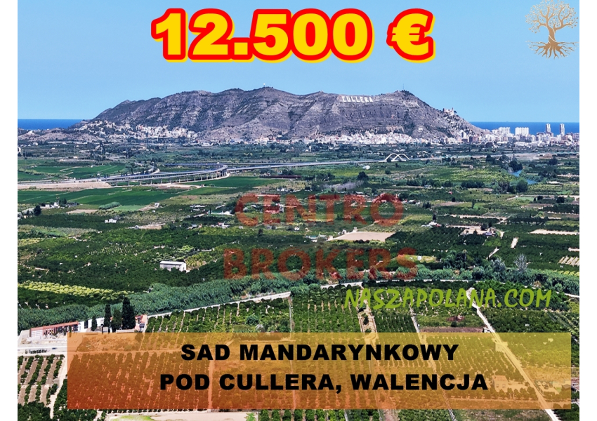 Sad mandarynkowy Cullera, Walencja